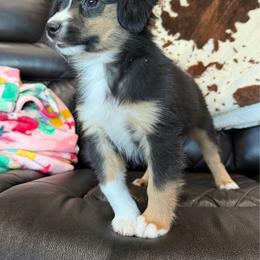 Java - Black tri male Miniature Australian Shepherd puppy in Licking, Missouri from Burnett Aussies