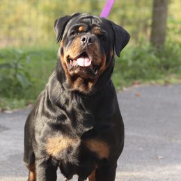 Zoey - Rottweiler