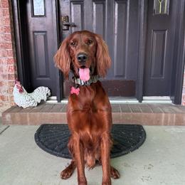 Romeo - Irish Setter