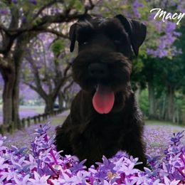Macy - Miniature Schnauzer