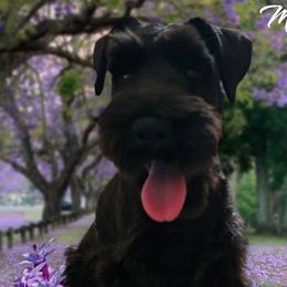 Macy - Miniature Schnauzer