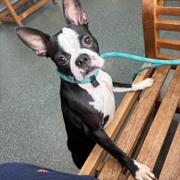 BELLA - Black and white female Boston Terrier puppy in Anderson, South Carolina from Lola’s House of Bostons & Rescue