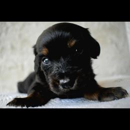 Plum - Black and tan male Dachshund puppy in Venice, Florida from Crowline Kennels