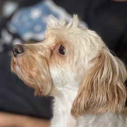 Luna - Morkie