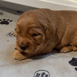 Golden Retriever Puppies from Sugar Creek Goldens