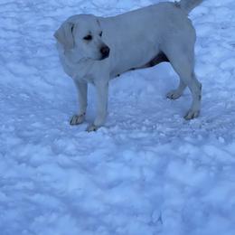 Brandy - Labrador Retriever