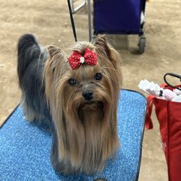 Rumor - Yorkshire Terrier