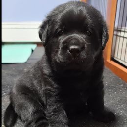 Labrador Retriever Puppies from Sound View Labradors East