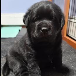 Labrador Retriever Puppies from Sound View Labradors East