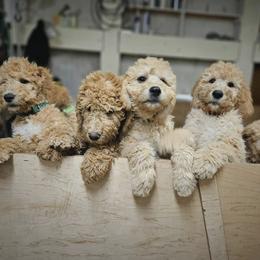 Double Doodle and Goldendoodle Puppies from Bert's Doodles