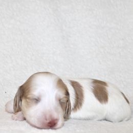Miranda - Cream female Dachshund puppy in Fairfax, Iowa from Grayson’s Lovable Dachshunds