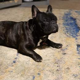 French Bulldog Puppies from Fancy Face Frenchies