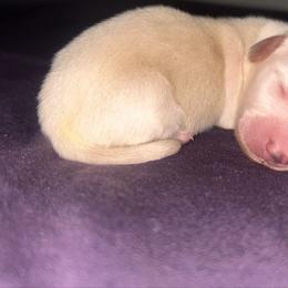 Ee Cream Male AKC - Cream male Dachshund puppy in Lehigh Acres, Florida from Ruby Rose Dachshund Dynasty