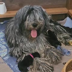 Blaise - Bergamasco Sheepdog