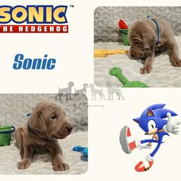 SONIC THE HEDGEHOG - Silver gray male Weimaraner puppy in Ferrum, Virginia from LAAT Weims