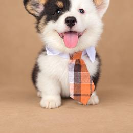 Marco - White and black male Pembroke Welsh Corgi puppy in Ramona, Oklahoma from Eden Farms Corgis