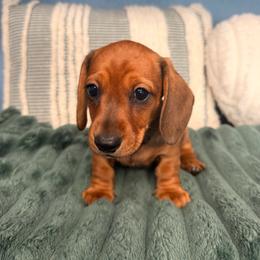 Meatball - Red female Dachshund puppy in California from Wooofyland LLC