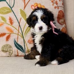 Apple - Tri-color female Bernedoodle puppy in Murray, Utah from Sun Valley Doodles