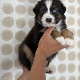 Magnolia - Black tri-color female Australian Shepherd puppy in Salinas, California from AA Aussies