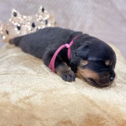 Only female of litter - Black and mahogany female Rottweiler puppy in Antioch, California from Black Diamond Excellence rottweiler kennel