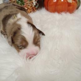 Australian Shepherd Puppies from SugarWood
