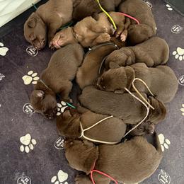 6th Pick female - Chocolate female Labrador Retriever puppy in Petersburg, West Virginia from Shoreline Retrievers