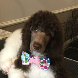 Poodle Puppies from Trisha's Poodles