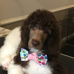 Poodle Puppies from Trisha's Poodles