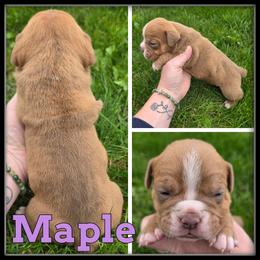 Maple - Brown brindle female Olde English Bulldogge puppy in Merrill, Michigan from Haase Family Kennels