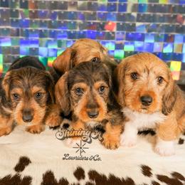 American Corgi, Dachshund, and Pembroke Welsh Corgi Puppies from Shining A Lowriders & Co.
