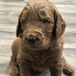 Woody-white collar-3 open spots left - Red  male Goldendoodle puppy in Chino Valley, Arizona from Whiskey Row Royals