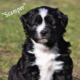 Miniature Australian Shepherd Puppies from Mutton Creek Aussies