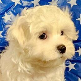 Tiger boy 3 (purple) - White and buff male Bichon Frise puppy in Lavon, Texas from Sissy’s Heavenly Paws