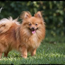 Chesnut - Pomeranian