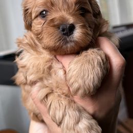 Mal-Shi, Maltese, and Maltipoo Puppies from Joy-fur puppies