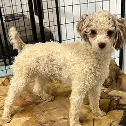 Tango - Poodle