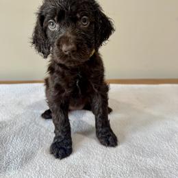 Boykin Spaniel Puppies from TNT Kennels
