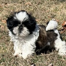 Tressa light pink - Red and white female Shih Tzu puppy in New York, New York from Falling Star