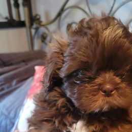 Girl 2 - Liver Shih Tzu puppy in Wooster, Ohio from Mending Hearts Shih Tzu's