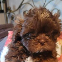Girl 2 - Liver Shih Tzu puppy in Wooster, Ohio from Mending Hearts Shih Tzu's
