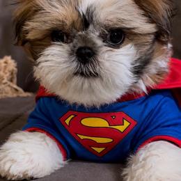 Bruno - Red and white male Shih Tzu puppy in Dallas, Texas from Heart and Soul Shih Tzu