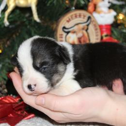Abilene - Black and tan female Pembroke Welsh Corgi puppy in Greentop, Missouri from Sevits Corgis & Golden Retrievers