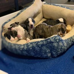Whippet Puppies from Liberty Whippets