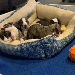 Whippet Puppies from Liberty Whippets