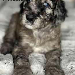 Bernedoodle and Poodle Puppies from Connie Wilkinsom