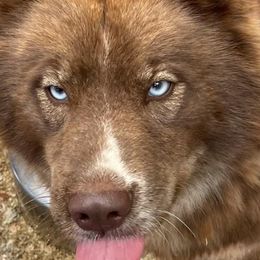 Siberian Huskies from Yiski Hati