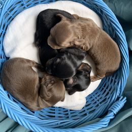 Dachshund Puppies from L & A Dachshunds