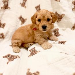 Pico - Apricot male Havapoo puppy in Huntsville, Alabama from Havapoo Kennels