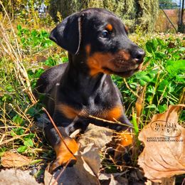 Girl 1 - Black and rust female Doberman Pinscher puppy in China Township, Michigan from Snell's Superior Kennel Dobermann & GSP