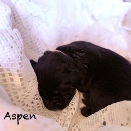Aspen - Black male Newfoundland puppy in Goodhue, Minnesota from Claypits Newfoundlands